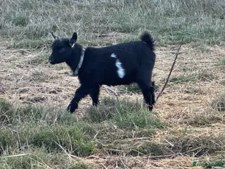 Goats livestock 2 stunning Pygmy Goat Wethers - Advert 1