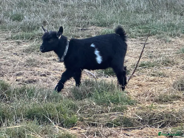 Goats livestock for sale: 2 stunning Pygmy Goat Wethers - Advert 1
