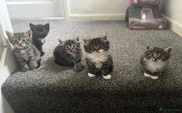 Maine Coon cats for sale: Maine coon mix Persian kittens   - Image 1
