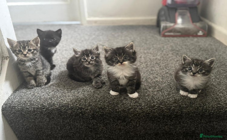 Maine Coon cats for sale - Advert 1