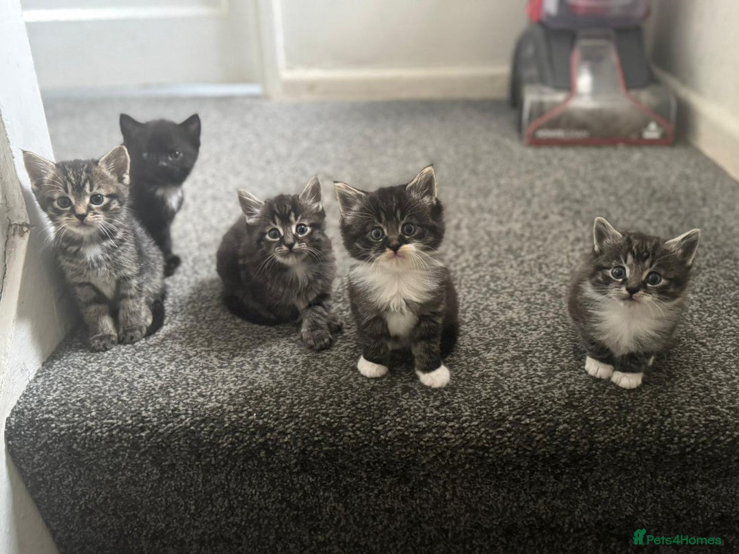 Maine Coon cats for sale: Maine coon mix Persian kittens   - Image 1