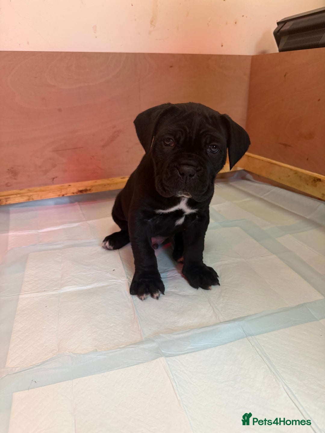 Cane Corso dogs for sale: *PRICE DROP* HUGE STUNNING FULL PEDIGREE FEMALES - Advert 19