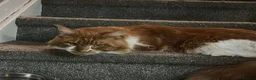 Maine Coon cats for sale: Maine Coons - Advert 2