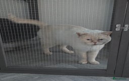 British Shorthair cats for stud: Zeus-Cream of the crop! GCCF/TICA reg  - Image 7