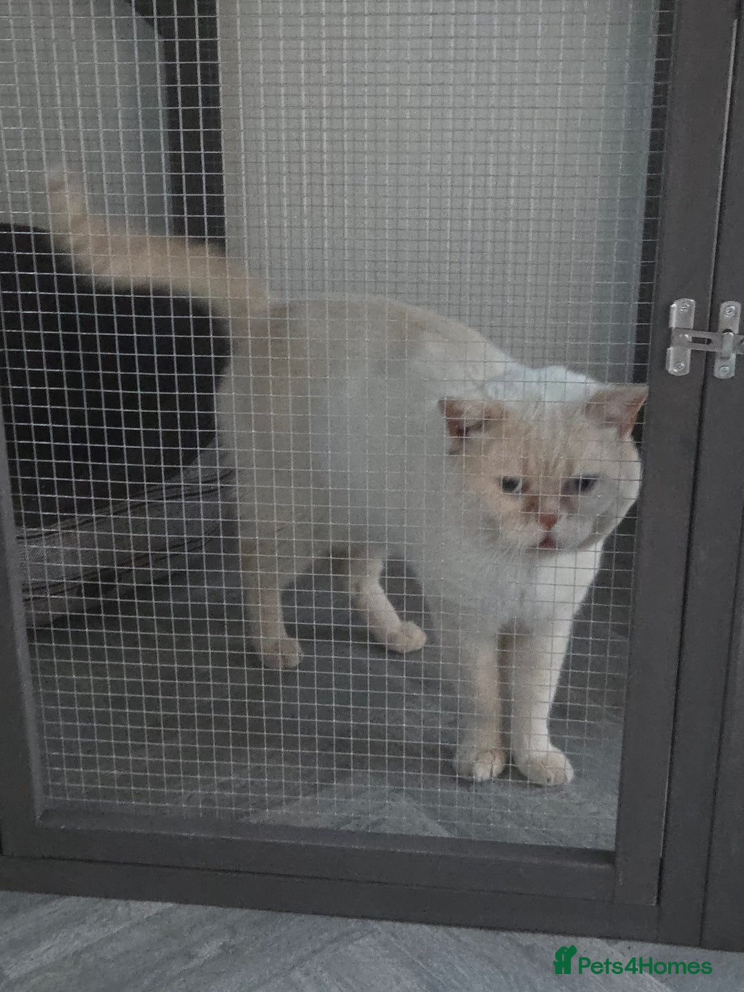 British Shorthair cats for stud: Zeus-Cream of the crop! GCCF/TICA reg  - Image 7