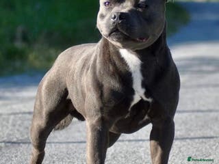 Staffordshire Bull Terrier dogs UK’S ONLY BLUE INTERNATIONAL CHAMPION - Advert 3