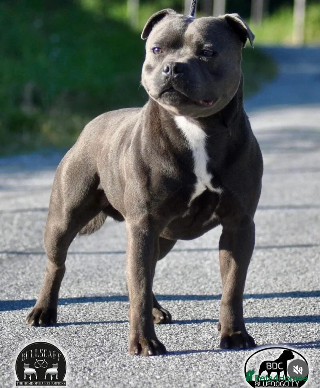 Staffordshire Bull Terrier dogs for stud: UK’S ONLY BLUE INTERNATIONAL CHAMPION  - Advert 1