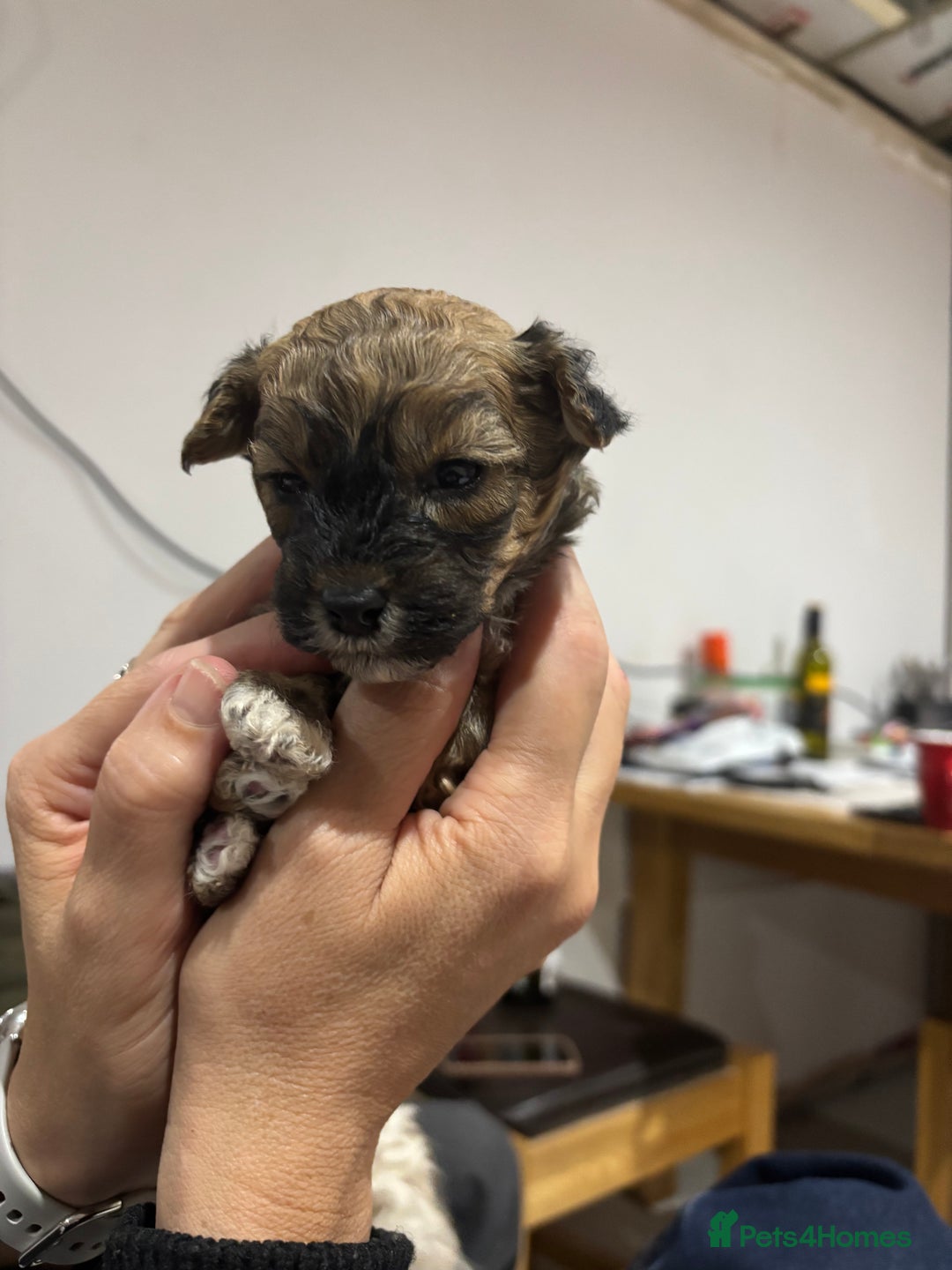 Poochon dogs for sale: Poochon puppies for sale - Image 12