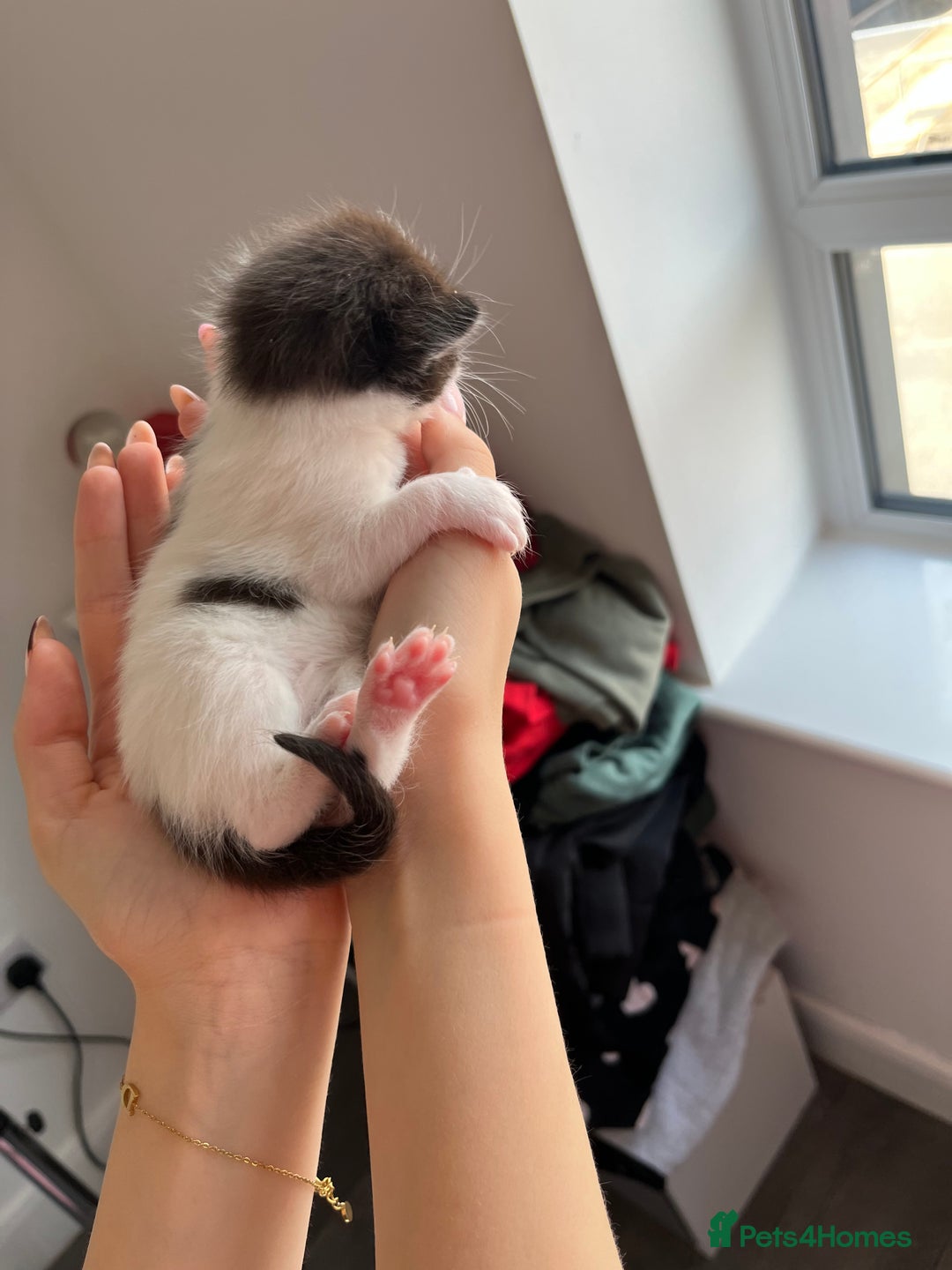 Turkish Van cats for sale: Beautiful Turkish van kittens  - Image 9