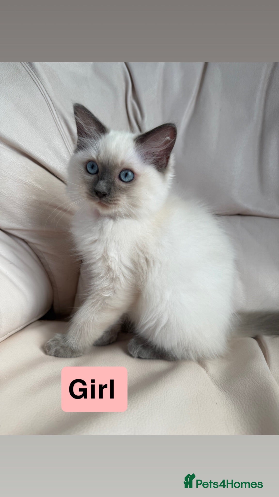 Ragdoll cats Beautiful litter of 3 stunning ragdolls - Advert 1