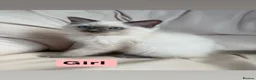 Ragdoll cats for sale: Beautiful litter of 3 stunning ragdolls - Advert 1