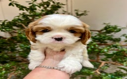 Cavalier King Charles Spaniel dogs for sale: Champion Sired KC Reg Cavalier King Charles  - Image 14