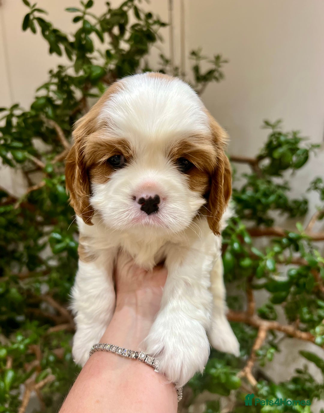 Cavalier King Charles Spaniel dogs for sale: Champion Sired KC Reg Cavalier King Charles  - Image 14