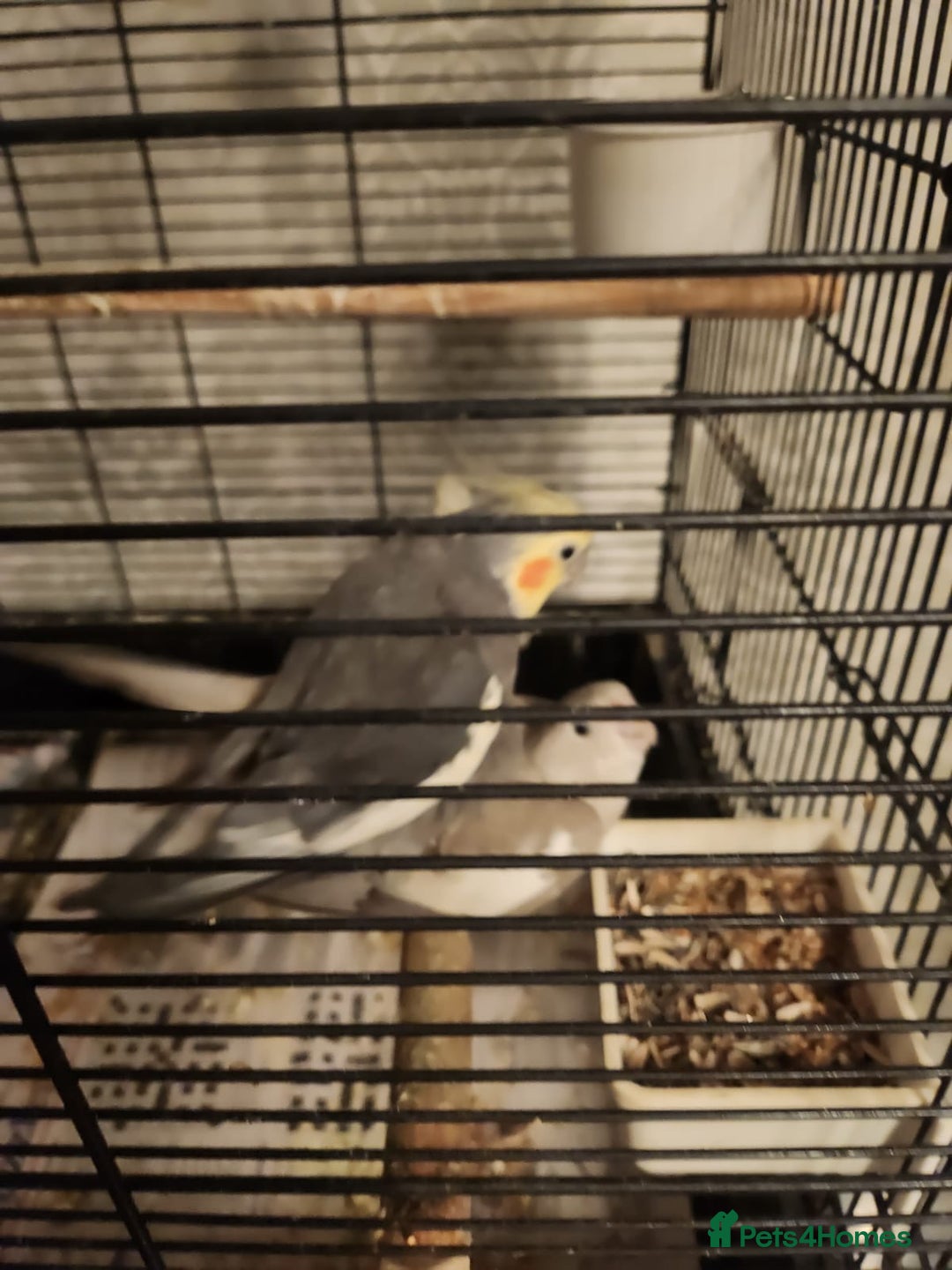 Cockatiels birds for sale: Breeding pair Cockatiels  - Advert 6