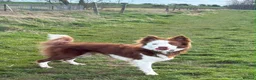 Border Collie dogs for sale: Maggie in Morecambe - Advert 3