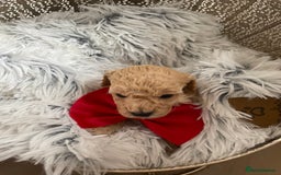 Maltipoo dogs for sale: maltipoo Puppies for sale  - Image 6