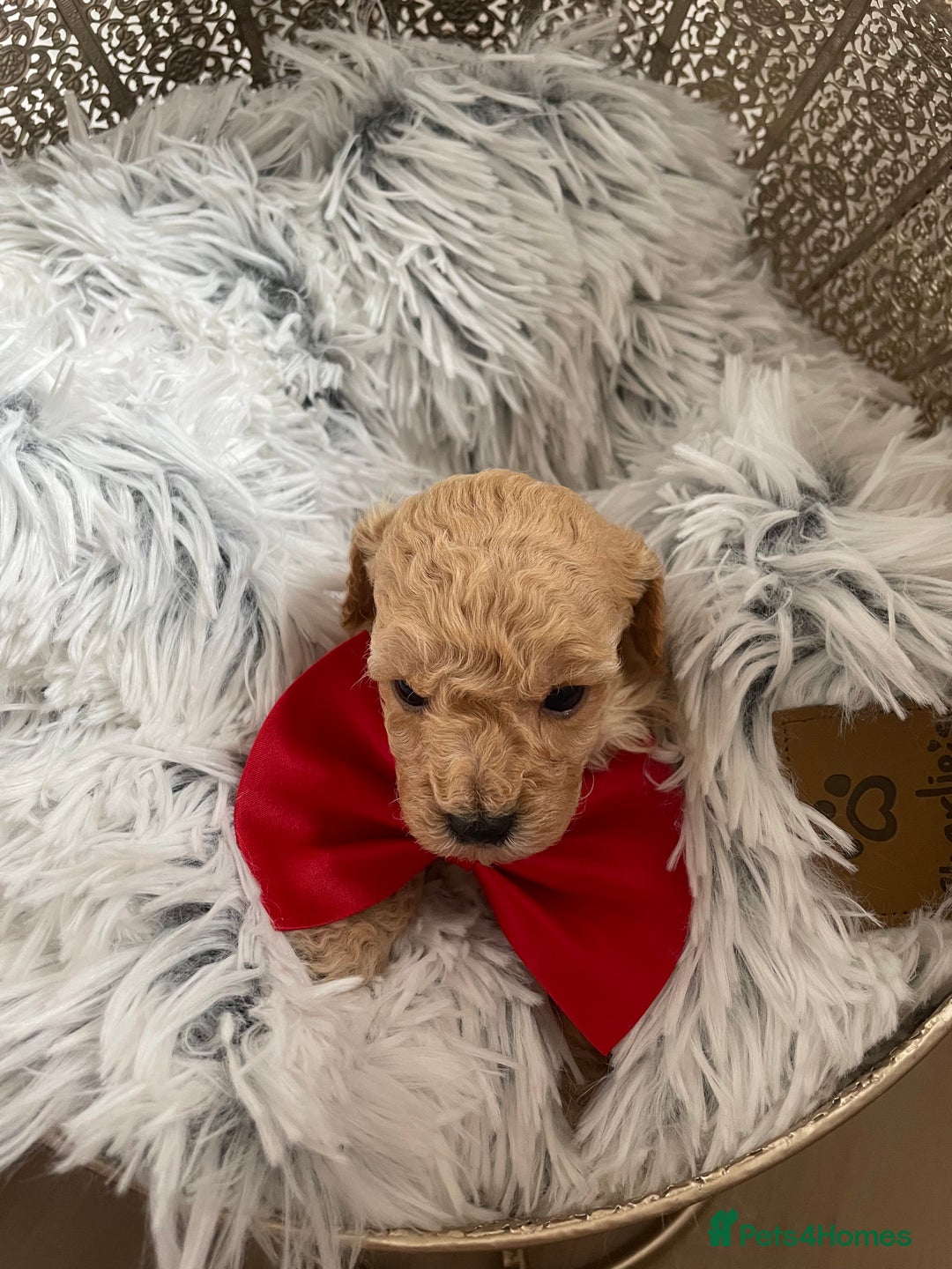 Maltipoo dogs for sale: maltipoo Puppies for sale  - Image 6