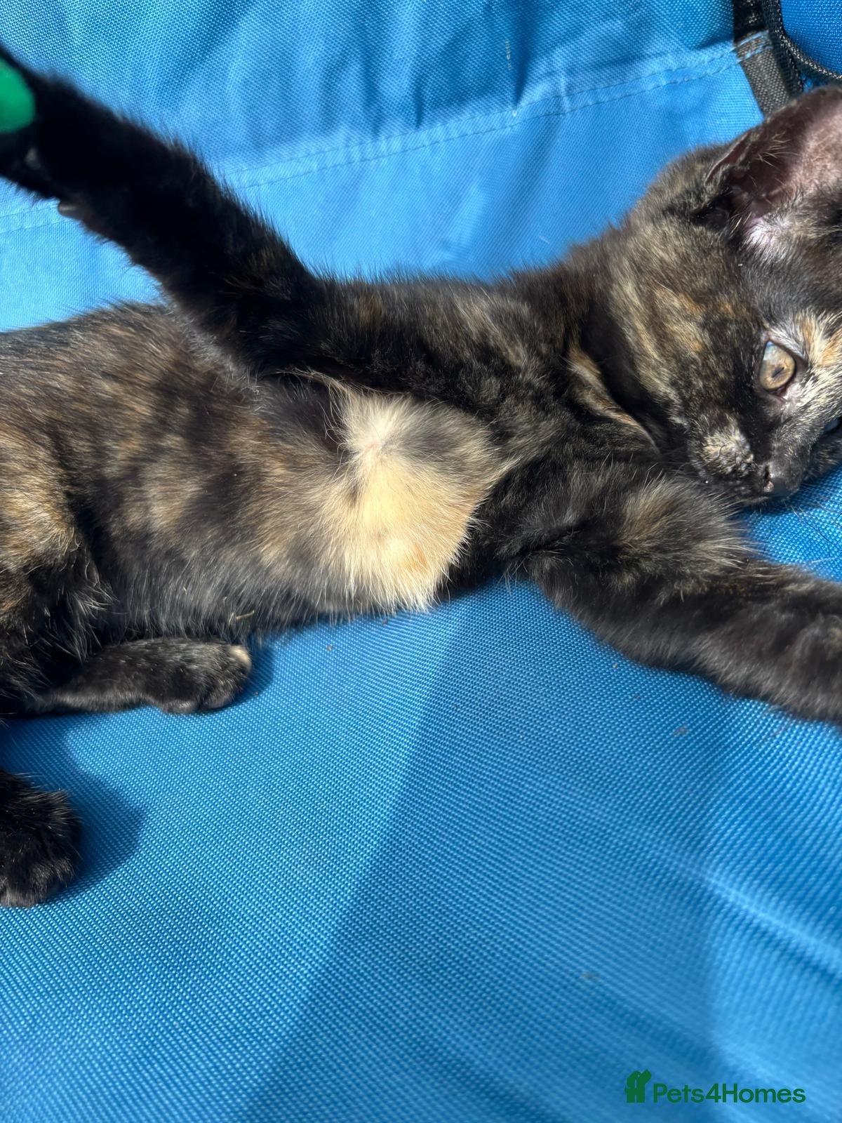 Mixed Breed cats Lovely female kitten looking for a home. - Advert 17