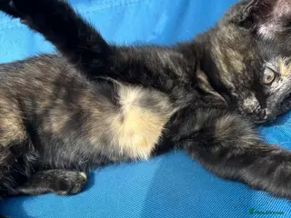 Mixed Breed cats Lovely female kitten looking for a home. - Advert 1