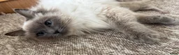 Ragdoll cats for sale: Ragdoll kittens  - Advert 6