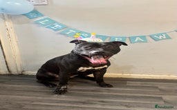 Mixed Breed dogs for sale: Beautiful, Loving Dog Needs Safe and Calm Home  - Image 2