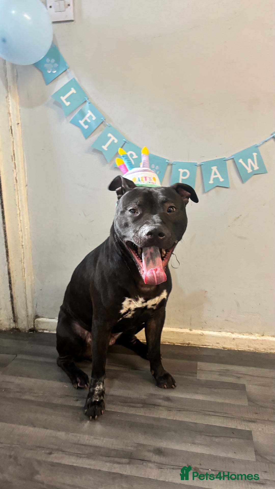 Mixed Breed dogs for sale: Beautiful, Loving Dog Needs Safe and Calm Home  - Image 2