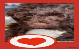 Australian Labradoodle dogs for sale: 1 girl left Adorable ♥️ Australian Labradoodles  - Image 2