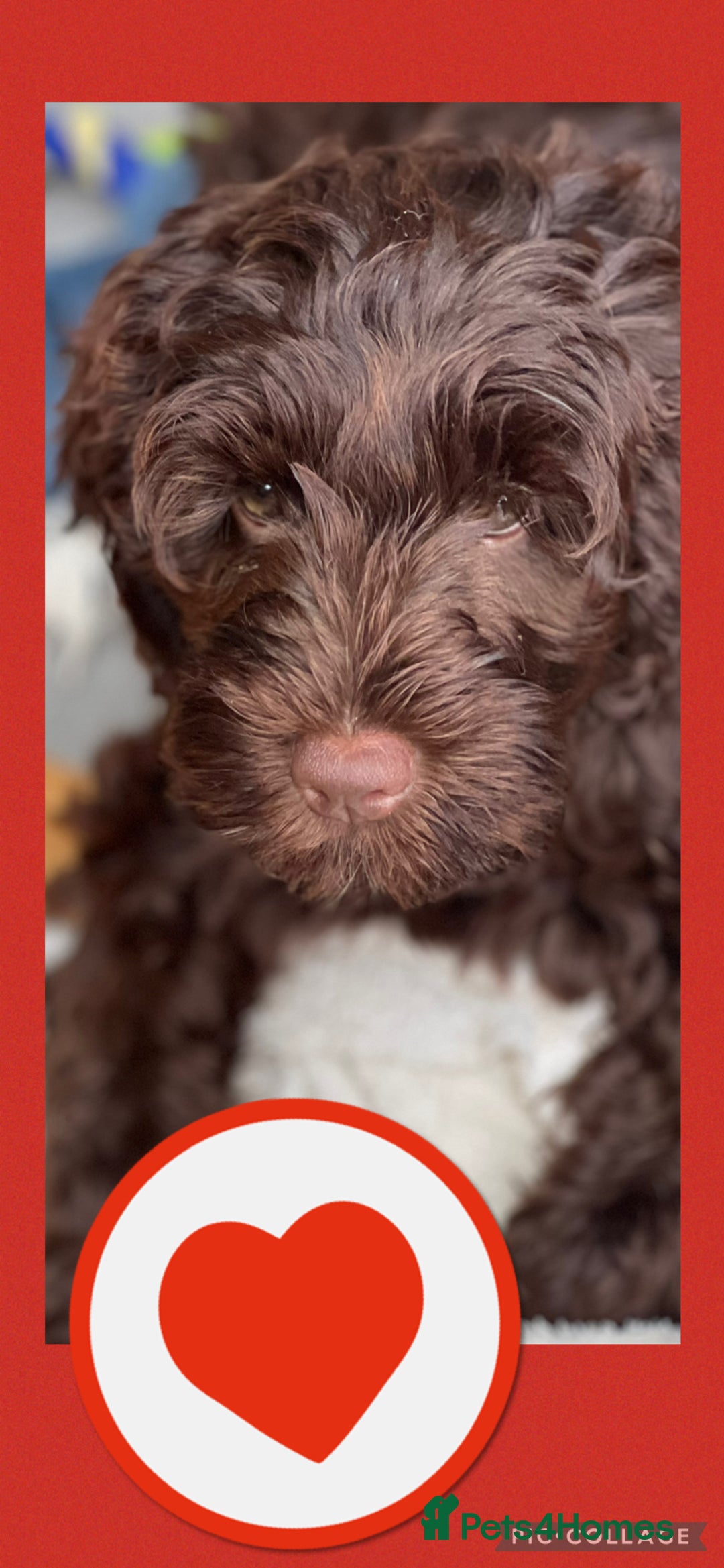 Australian Labradoodle dogs for sale: 1 girl left Adorable ♥️ Australian Labradoodles  - Image 2