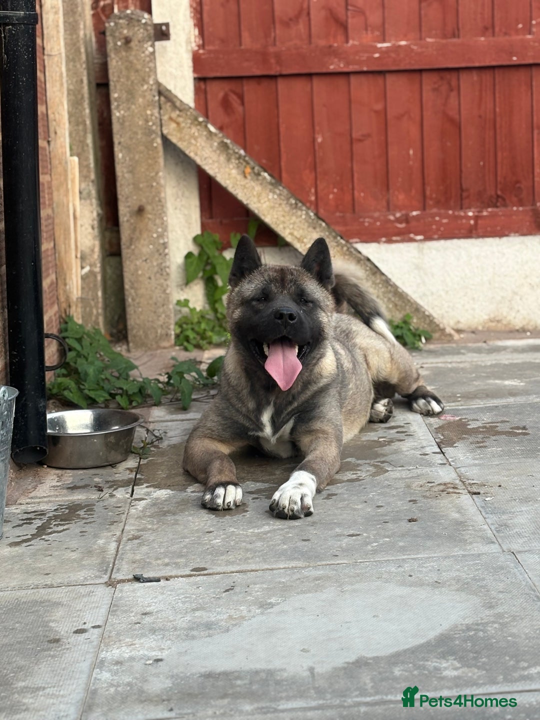 Akita dogs for sale: Beautiful KC Registered American Akita Puppies - Advert 9