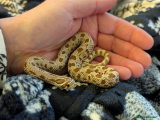 Snake reptiles Hognose male - Advert 1