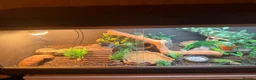 Leopard Gecko reptiles for sale: leopard gecko for rehoming with full set up  in Bilston - Advert 4