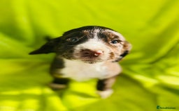 Cocker Spaniel dogs for sale: Ready now cocker spaniels  - Image 1