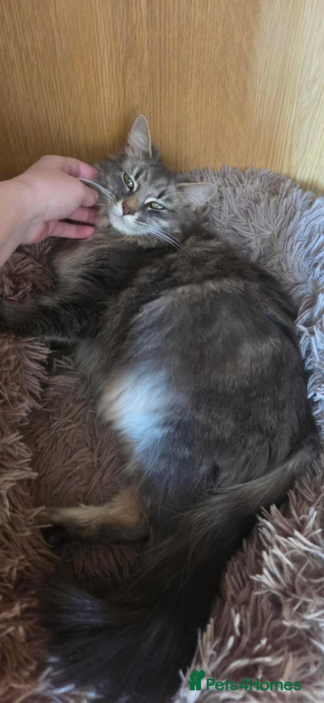 Mixed Breed cats for sale: Beautiful little kitten in Milton Keynes - Advert 6