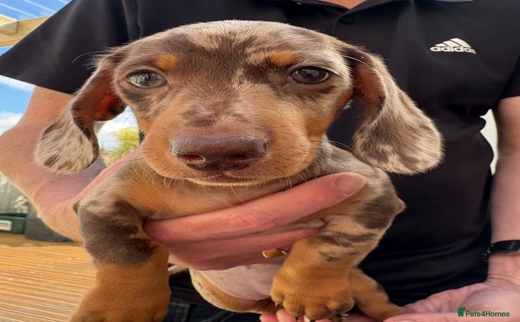 Dachshund dogs - Advert 13
