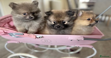 Pomeranian dogs - Advert 4