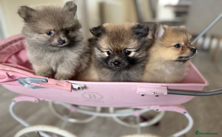 Pomeranian dogs - Advert 2