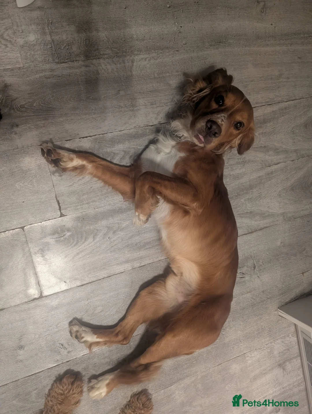Sprocker dogs for sale: Beautiful boy needs a 5 star home  - Advert 5
