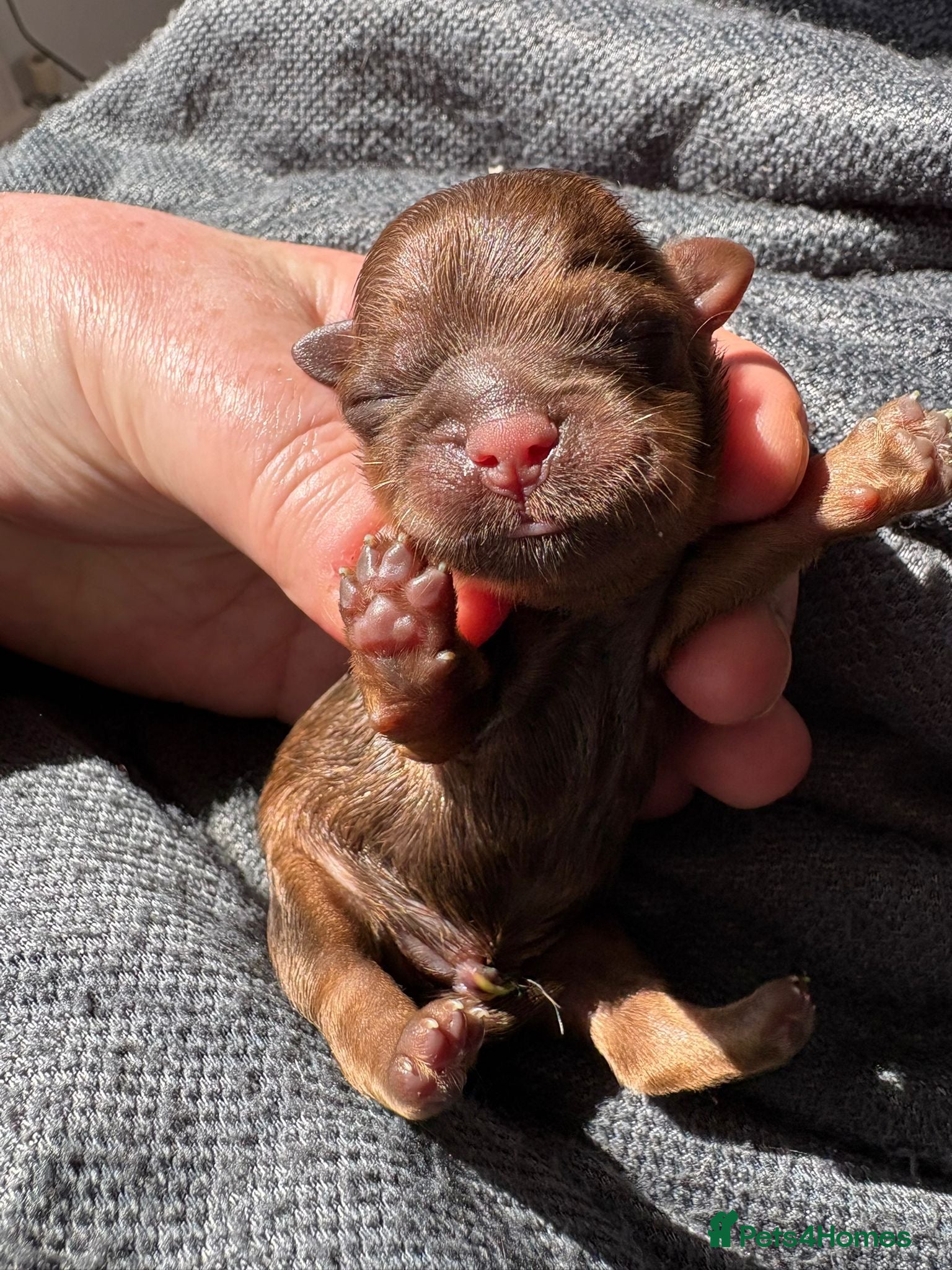 Shih Tzu dogs Kennel Club Registered Shihtzu Puppies - Advert 1