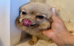 Pomeranian dogs for sale: Beautiful cream female pom - Image 8