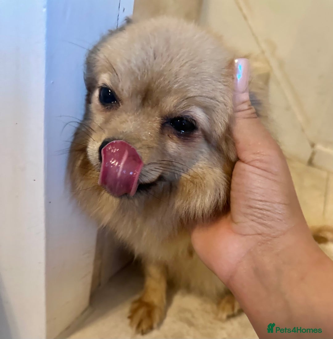 Pomeranian dogs for sale: Beautiful cream female pom - Image 8