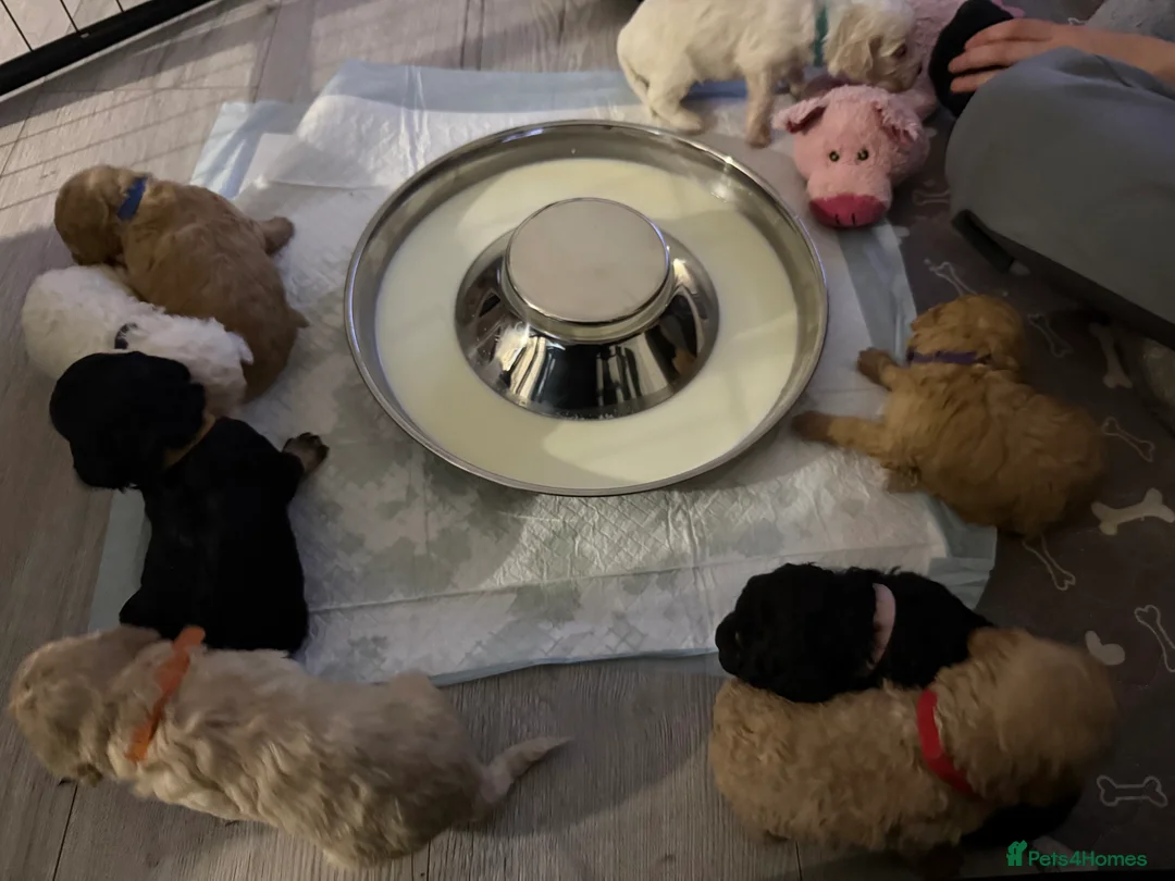 Mixed Breed dogs for sale: 8 Beautiful Cavapoochon Puppies in Bacup - Advert 18