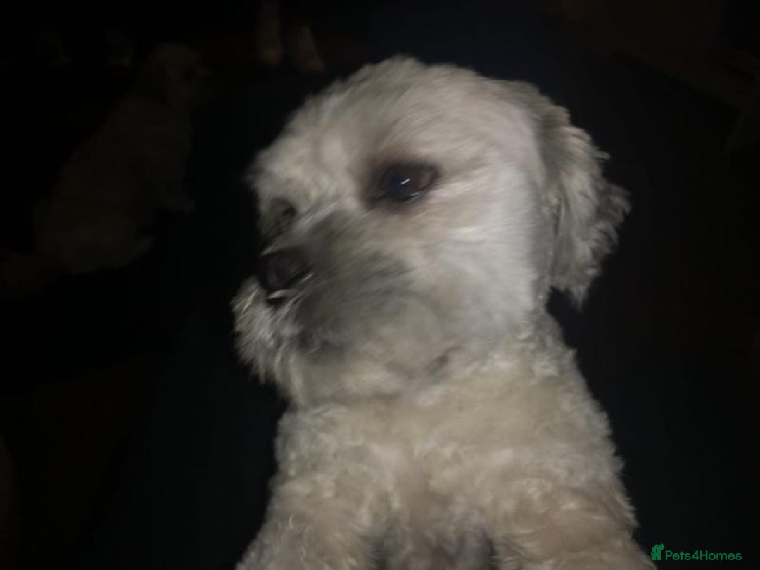 Mixed Breed dogs for sale: LaPom pups for sale Belfast - Advert 6