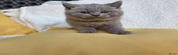 British Shorthair cats for sale: BEAUTIFUL BRITISH SHORTHAIR KITTENS  - Advert 21