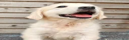 Golden Retriever dogs for sale: Chunky Cream Golden Retriever Puppies  - Advert 3