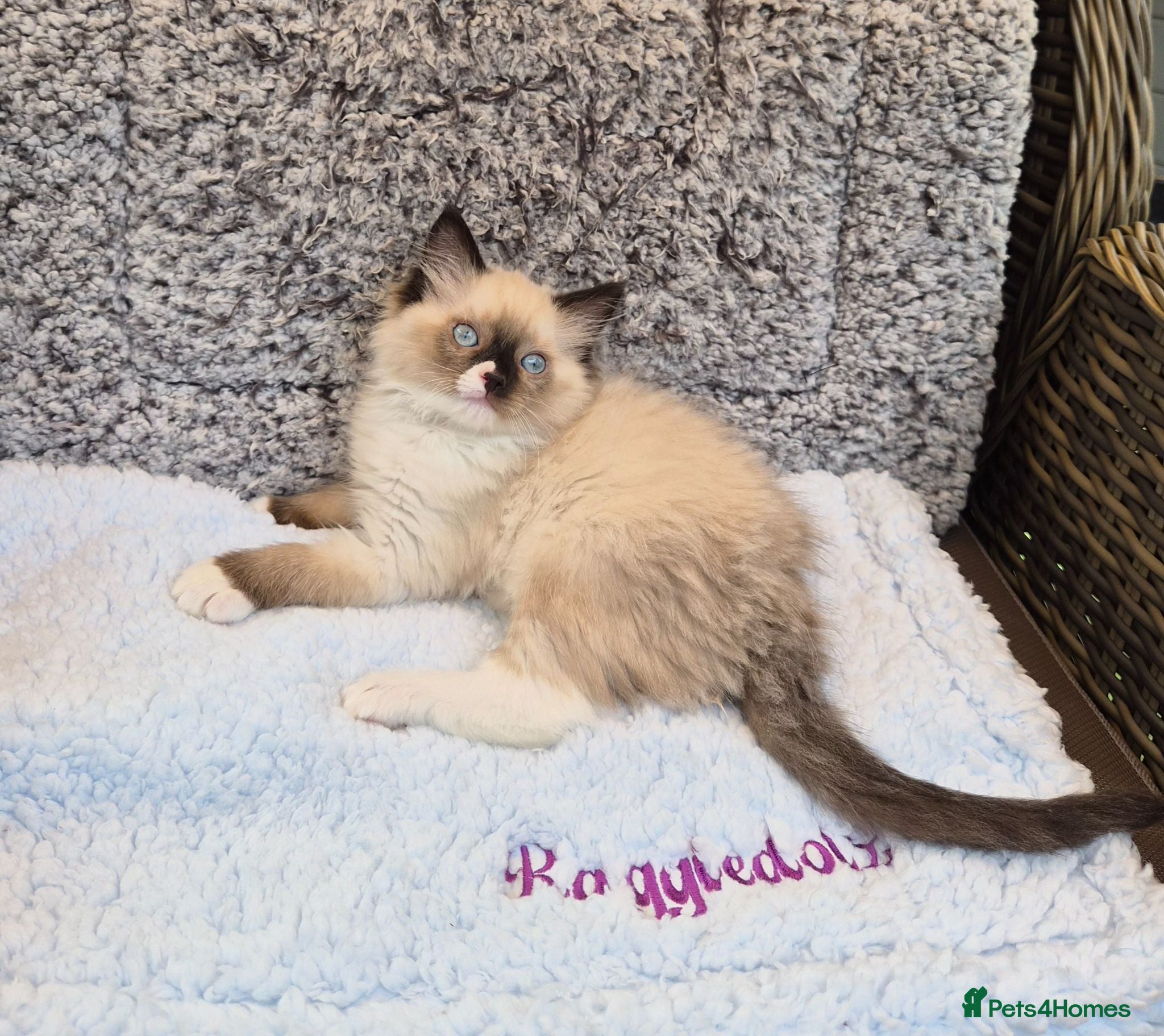 Ragdoll cats GCCF Registered kittens  - Advert 1