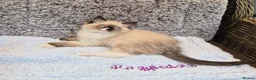 Ragdoll cats for sale: GCCF Registered kittens Ready now - Advert 1