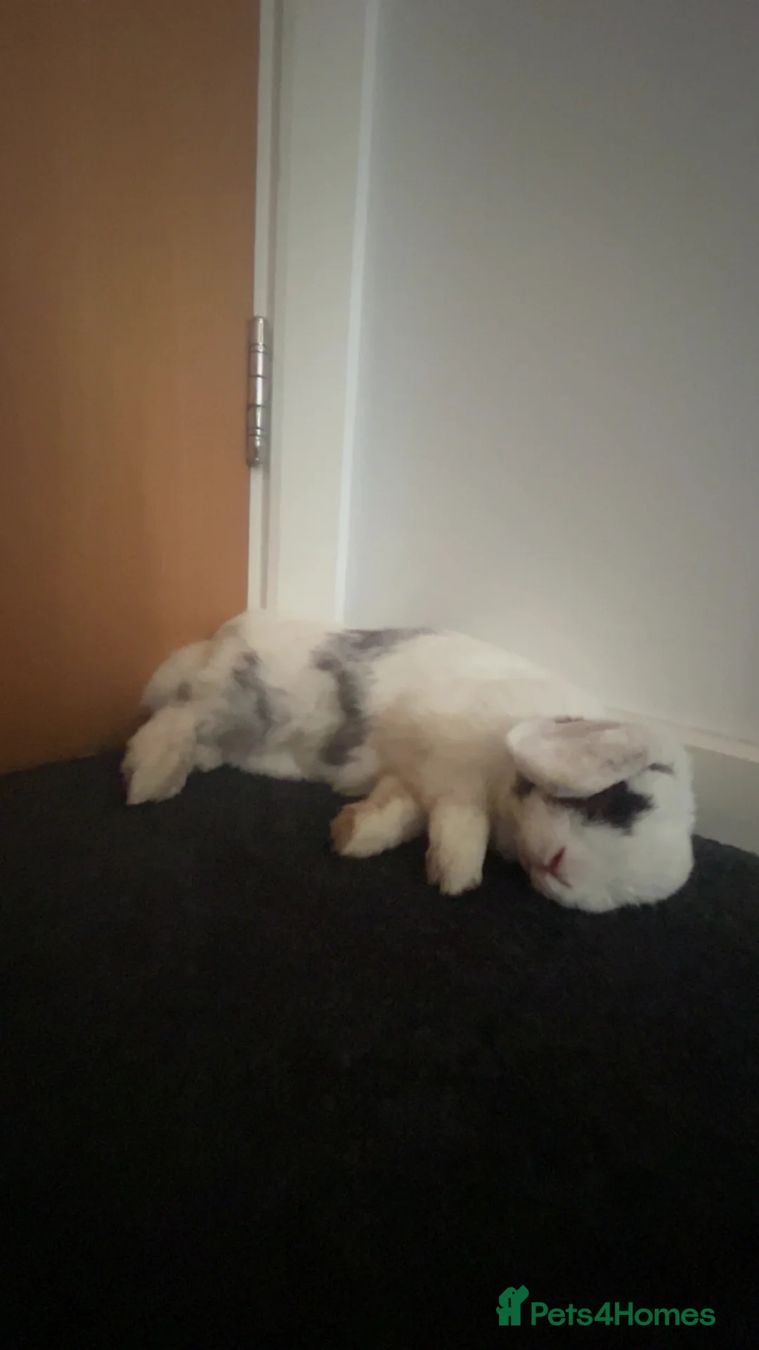 French Lop rabbits for sale: French Lop  in Birmingham - Advert 1