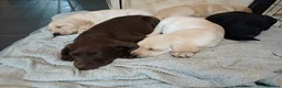 Labrador Retriever dogs for sale: READY TO LEAVE 🐶🐶 - Advert 14