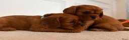 Cavalier King Charles Spaniel dogs for sale: KC Registered Cavalier King Charles Spaniel Puppys in Gravesend - Advert 5