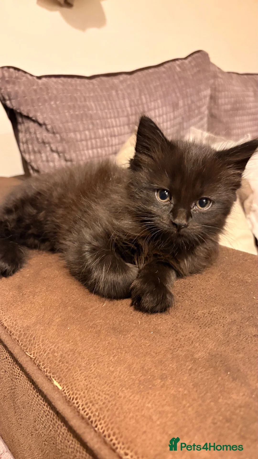 Mixed Breed cats for sale: Two beautiful kittens  - Advert 2